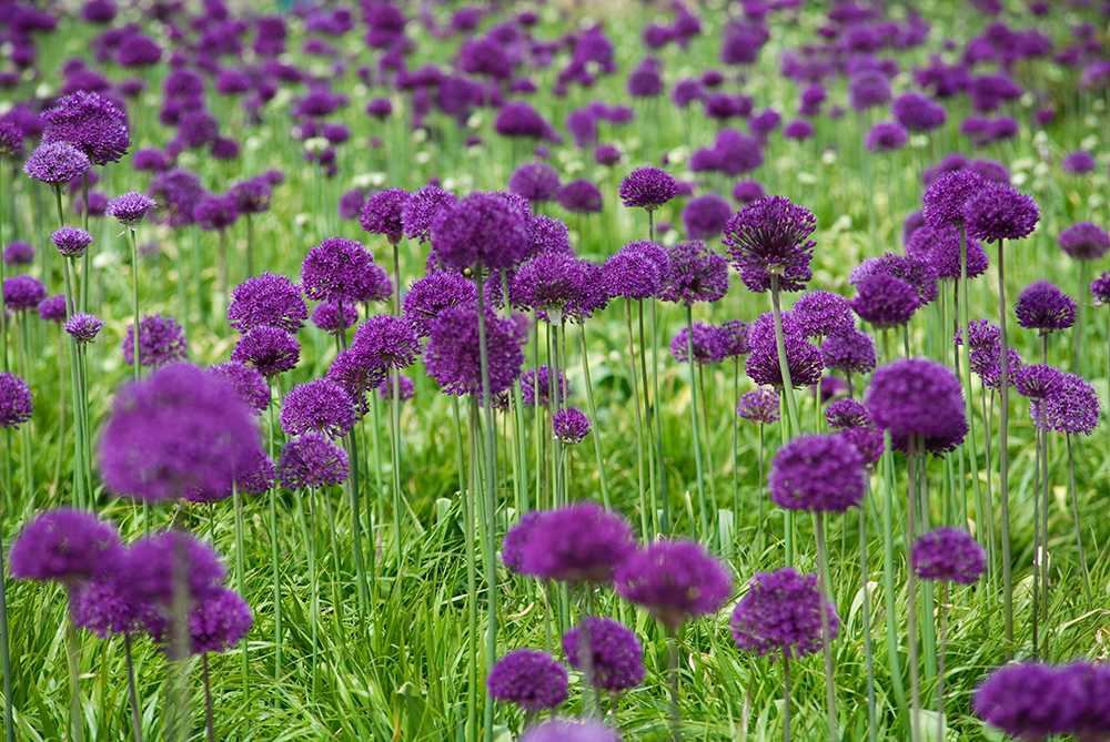 Allium aflatunense 'Purple Sensation' (Kugel-Lauch)