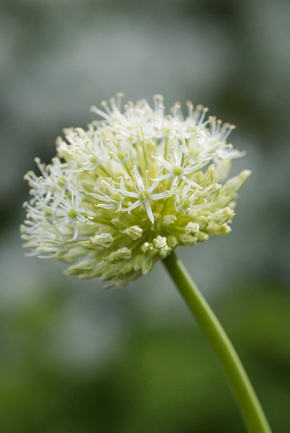 Allium stipitatum 'Mount Everest' (Zier-Lauch)