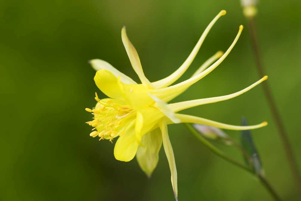 Aquilegia chrysantha 'Yellow Queen' (Langspornige Akelei)