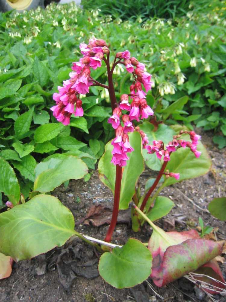 Bergenia Cordifolia Glockenturm Bergenie Riesensteinbrech Stauden Ratgeber