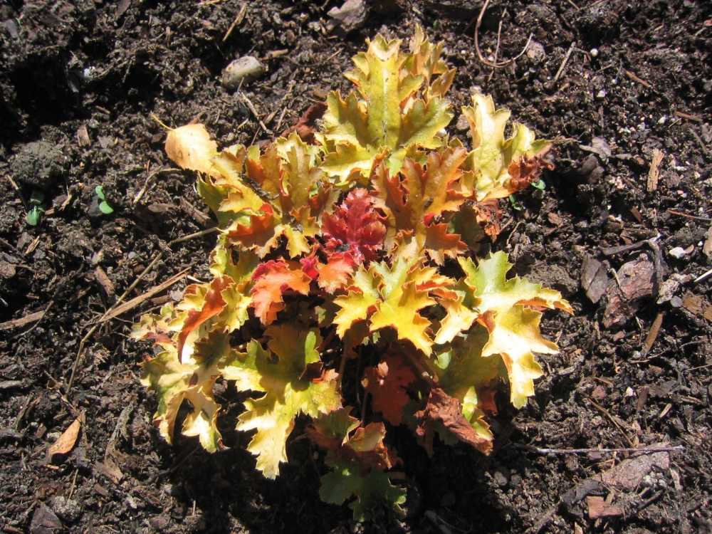 Heuchera Micrantha Amber Waves Silberglockchen Stauden Ratgeber