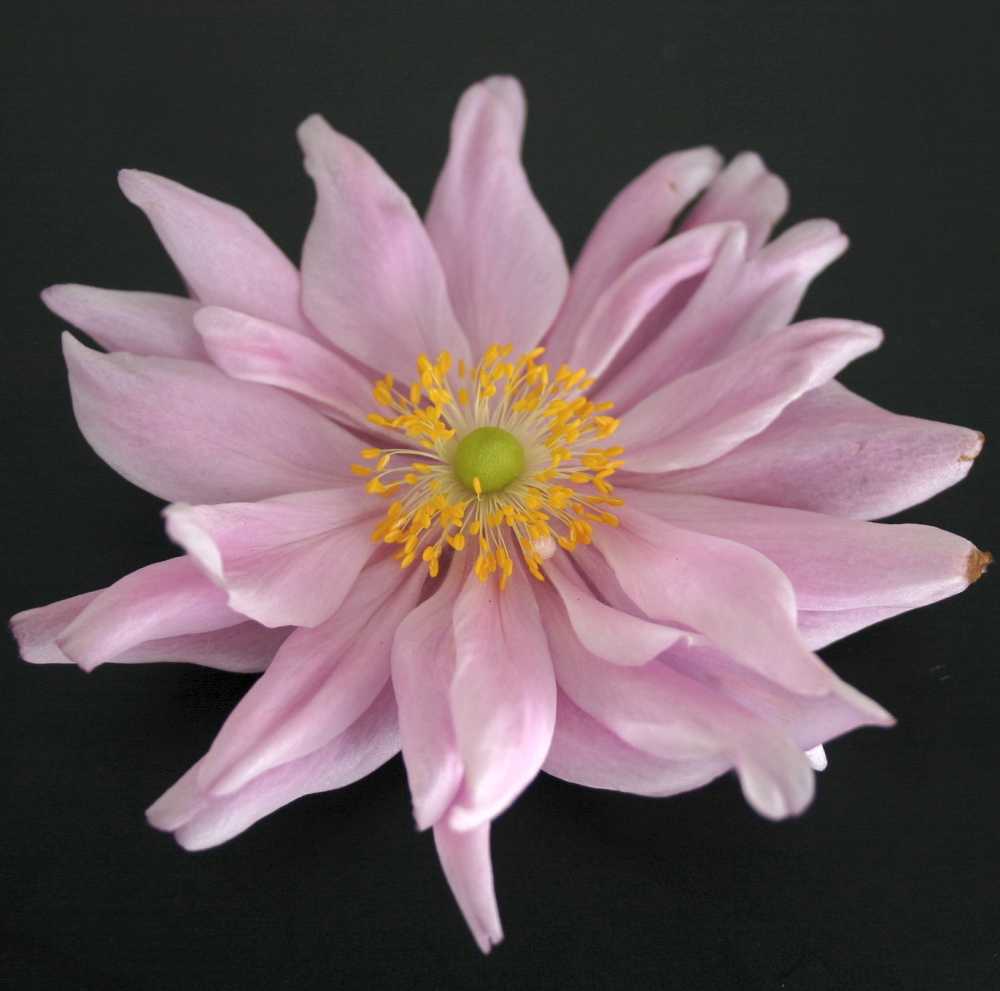 Anemone japonica 'Enchantment' (Herbst-Anemone)