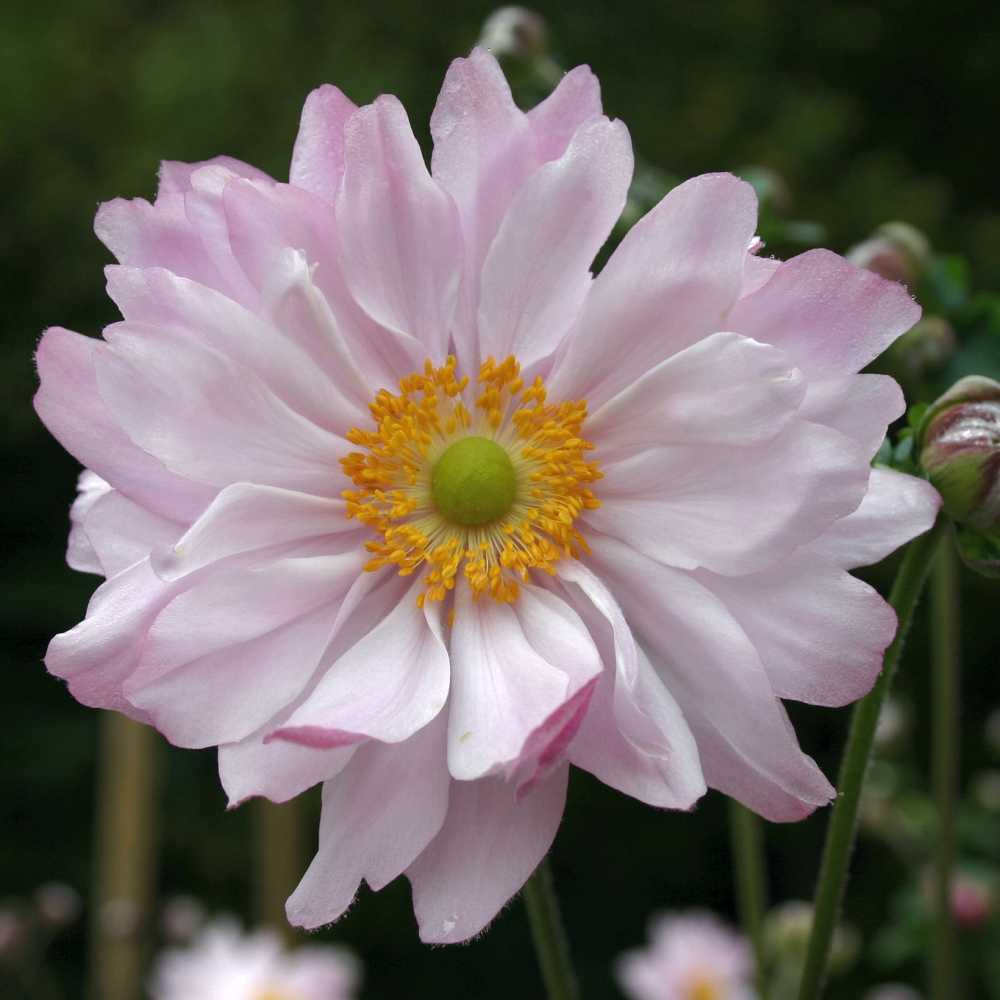 Anemone japonica 'Mont Rose' (Herbst-Anemone)