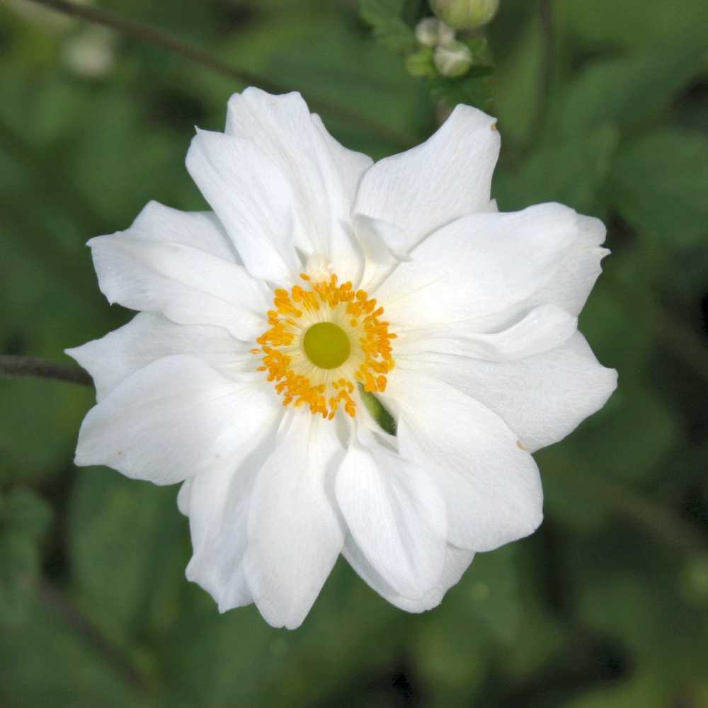 Anemone japonica 'Whirlwind' (Herbst-Anemone)