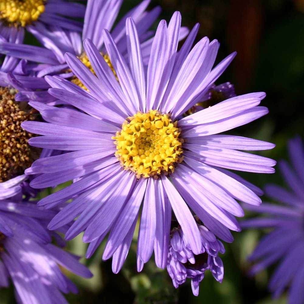 Aster amellus 'Mira' (Sommer-Aster)