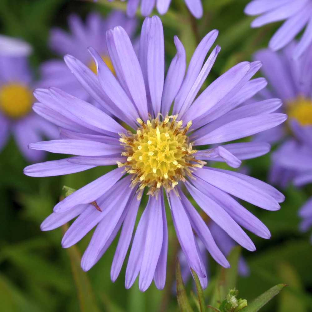 Aster dumosus 'Azuro' (Kissen-Aster)