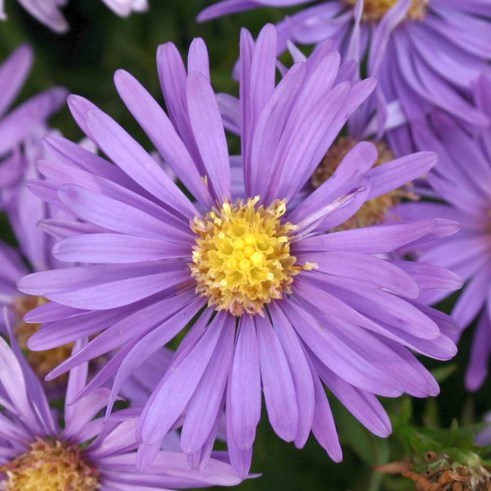 Aster dumosus 'Blaue Lagune' (Kissen-Aster)