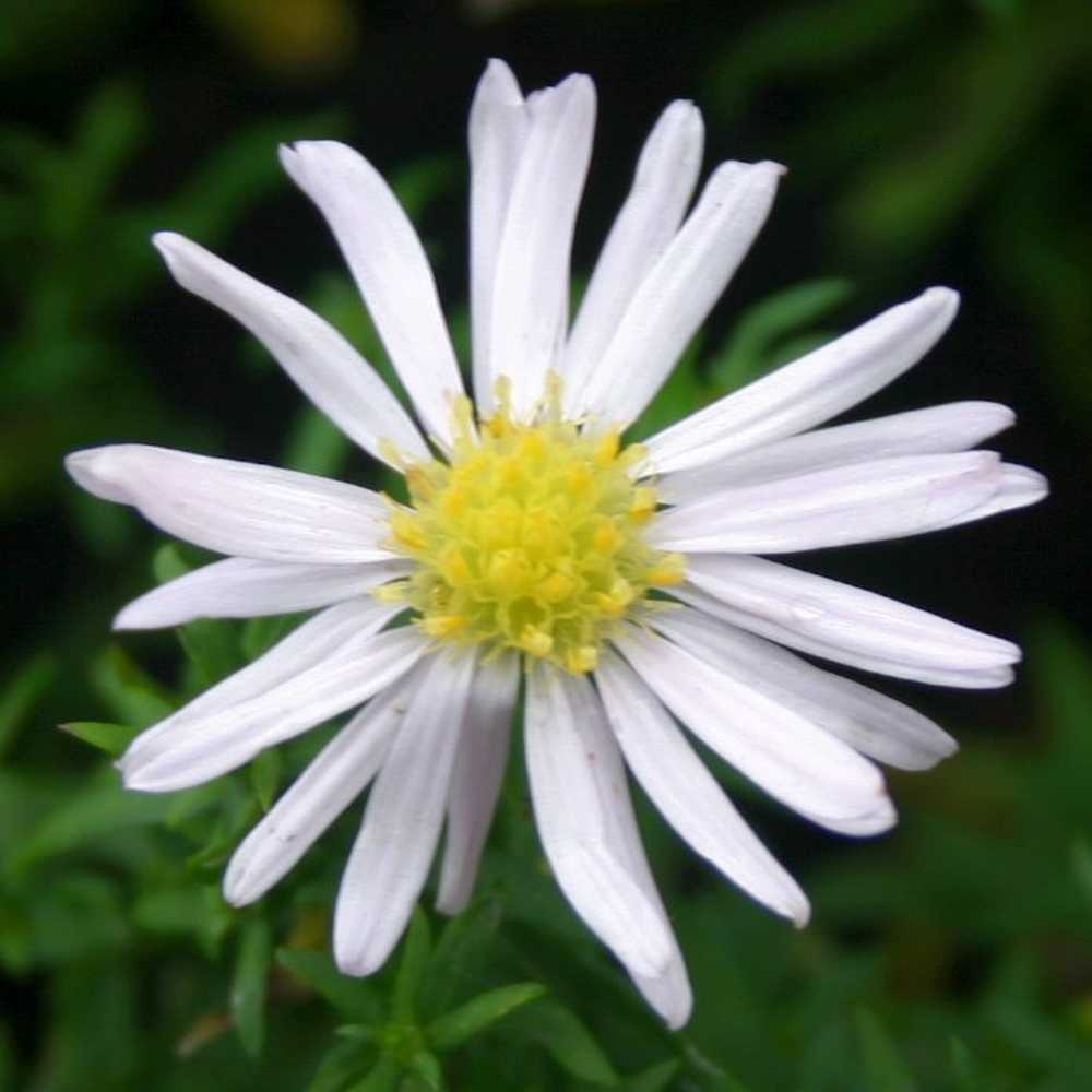 Aster dumosus 'Countess of Dudley' (Kissen-Aster)