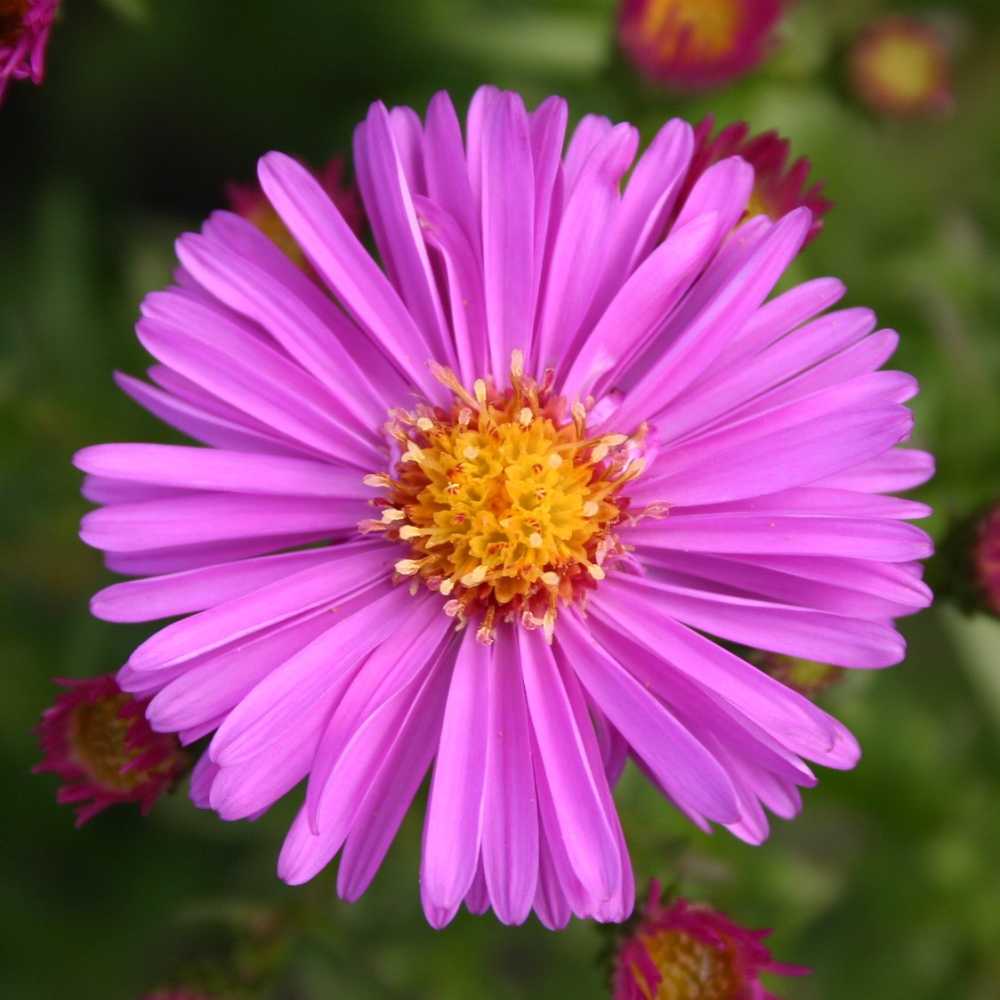 Aster dumosus 'Dietgard Rosa' (Kissen-Aster)