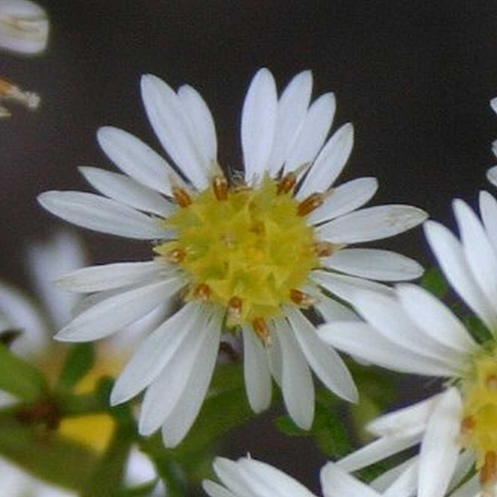 Aster ericoides 'Herbstmyrthe' (Myrten-Aster, Septemberkraut)