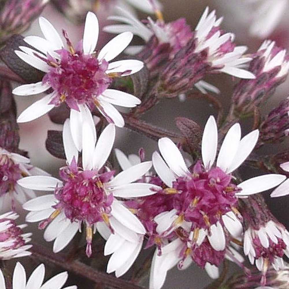 Aster lateriflorus 'Prince' (Waagerechte Aster)