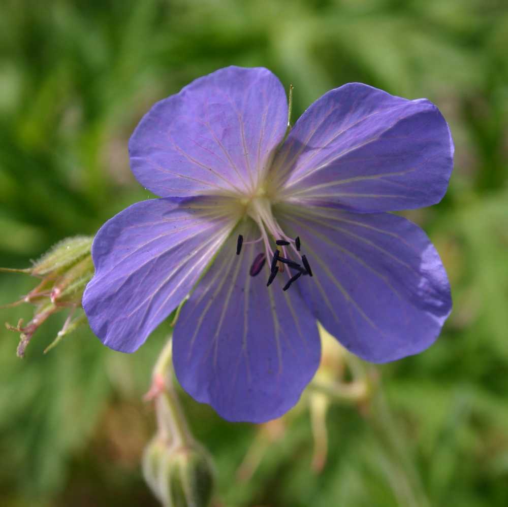 Geranium clarkei 'Kashmir Blue' (Clarkes-Storchschnabel)