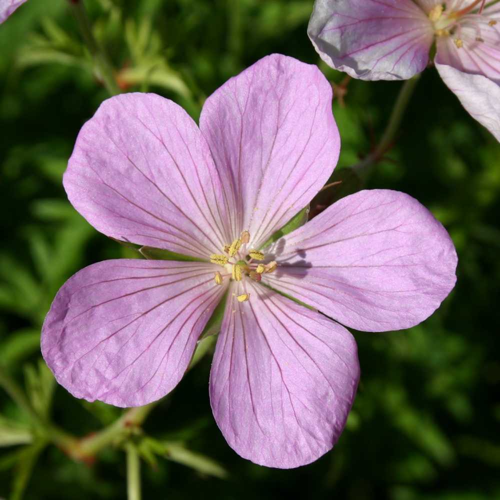 Geranium clarkei 'Kashmir Pink' (Clarkes-Storchschnabel)