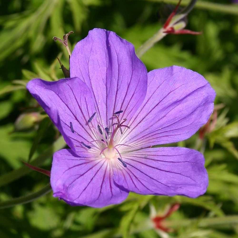 Geranium clarkei 'Kashmir Purple' (Clarkes-Storchschnabel)