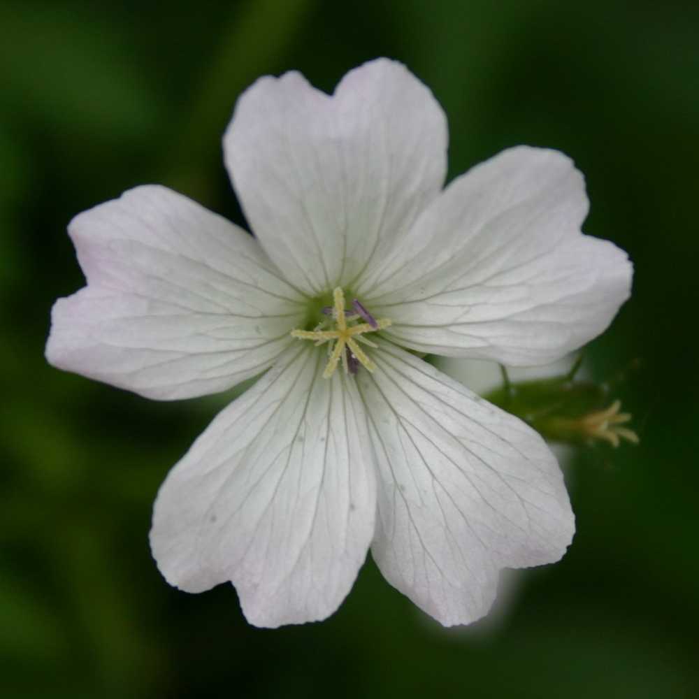 Geranium oxonianum 'Trevor's White' (Oxford-Storchschnabel)